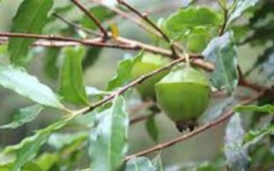 Os benefícios nutricionais do cambuci, fruto nativo da Mata Atlântica