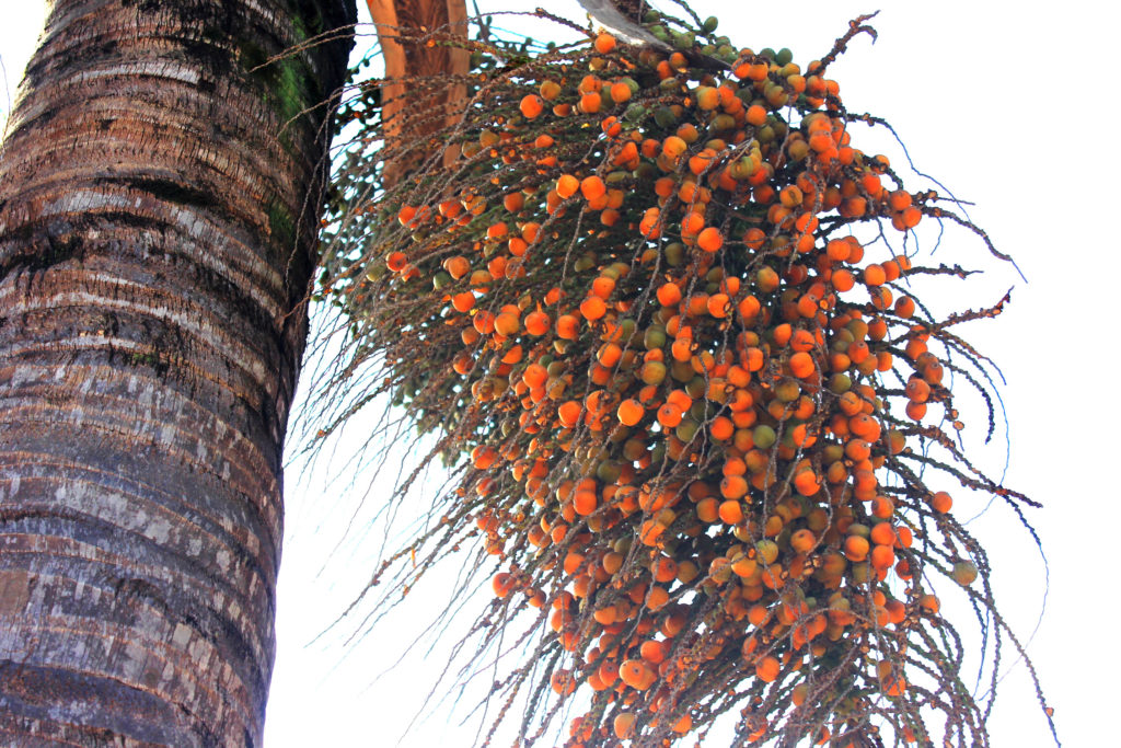 Sorveteria Florestal em COQUINHOS