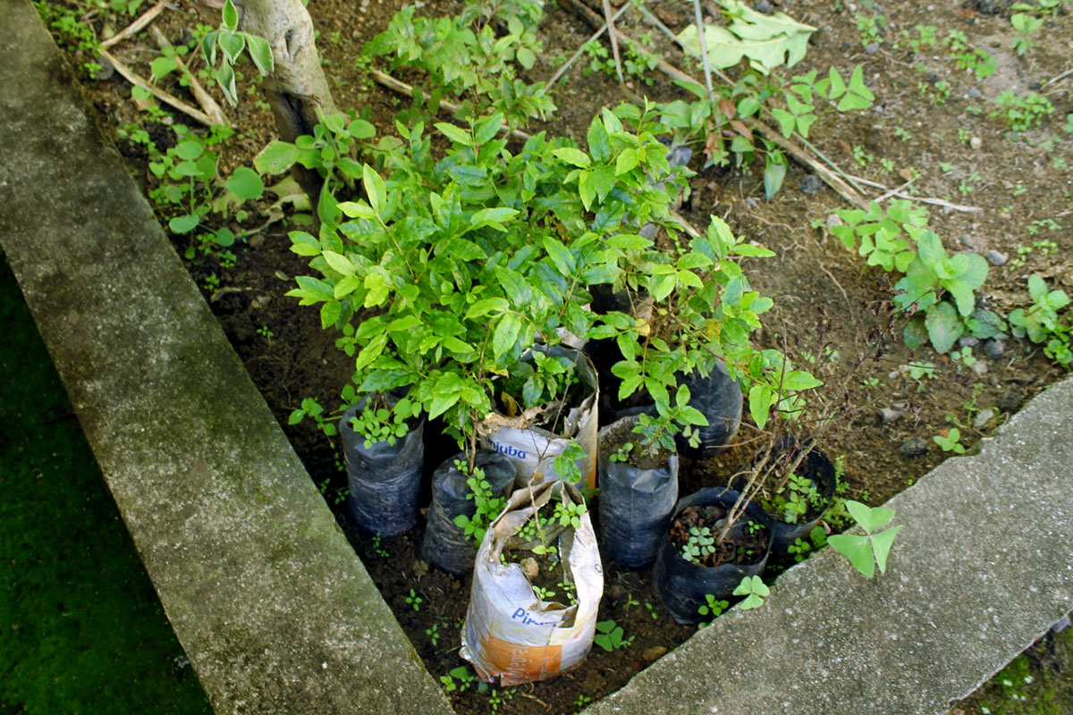 UEMASUL distribui mudas de espécies arbóreas e frutíferas em